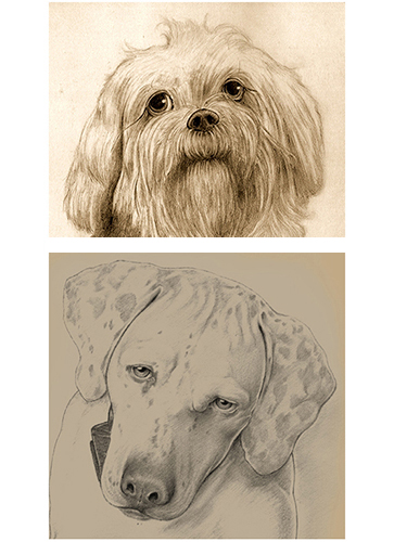 dog_drawings3